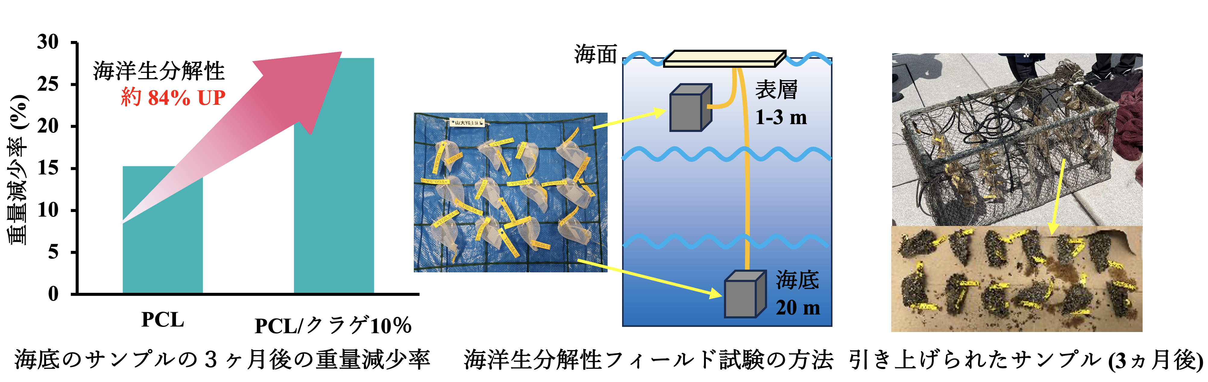 図2　愛媛県愛南町の海でフィールド試験を実施しました。クラゲ由来のタンパク質を活用することで、PCLの海洋生分解性が84%上昇することが確認できました。