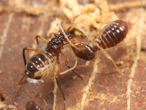好白蟻性ハネカクシ（左）と寄主シロアリ（右）