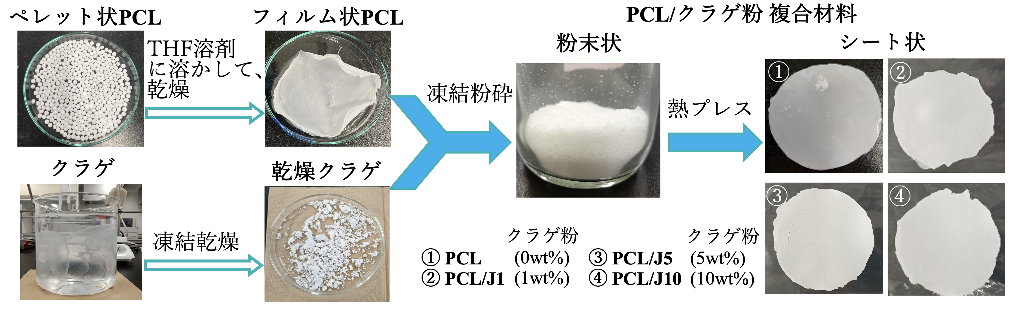 図1 クラゲ由来のタンパク質を活用したPCL/クラゲ粉複合材料の作製方法と手順